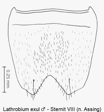 lathrobium_exul_m_ster8.gif