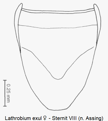 lathrobium_exul_w_ster8.gif