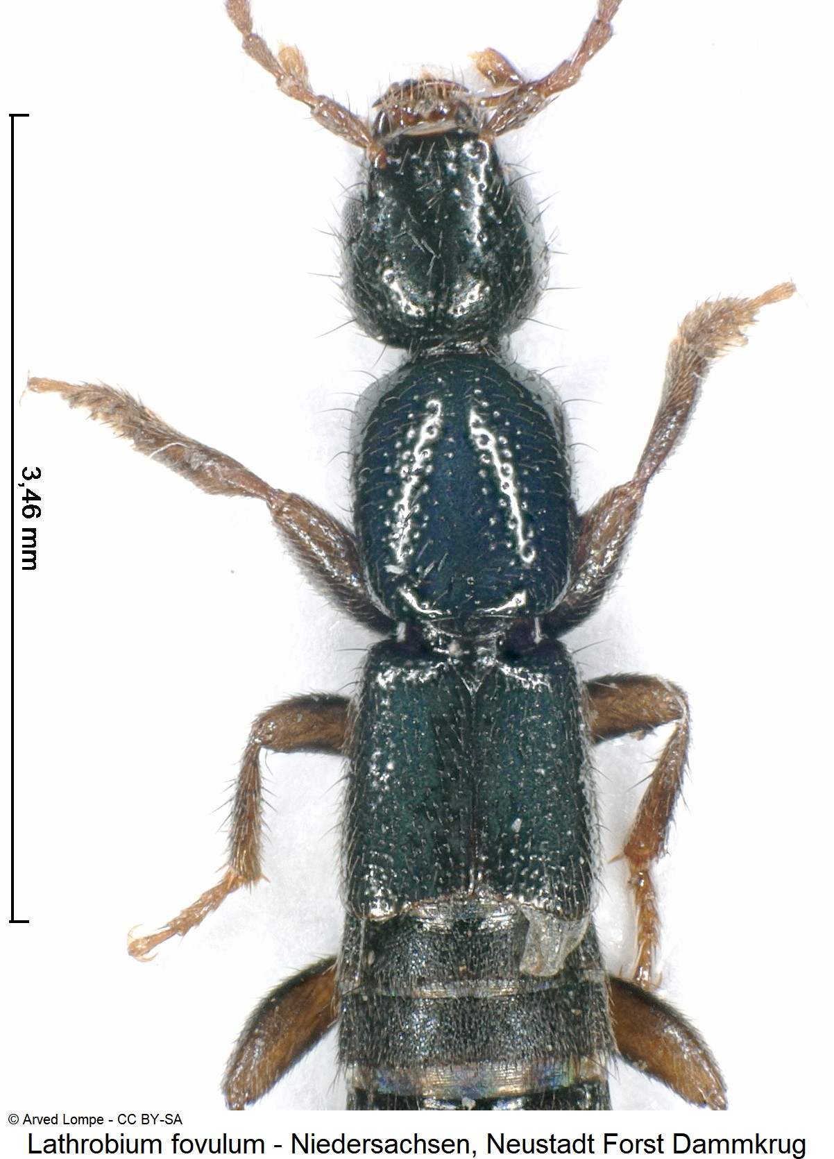 lathrobium_fovulum_ck31528480_vk.jpg