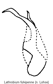 lathrobium_fulvipenne.gif