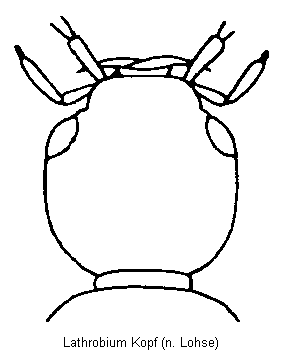 lathrobium_kopf.gif