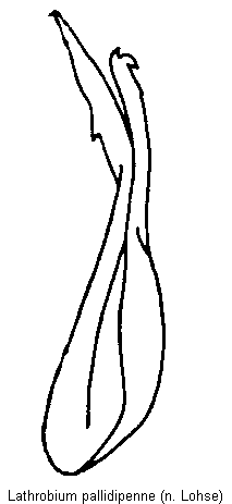lathrobium_pallidipenne.gif