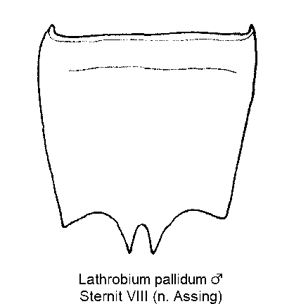 lathrobium_pallidum_m_ster8.gif