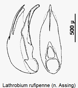 lathrobium_rufipenne.gif