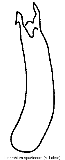 lathrobium_spadiceum.gif