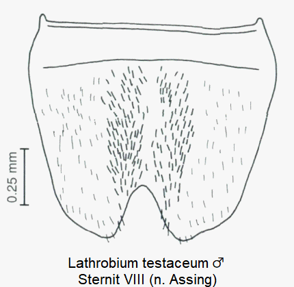 lathrobium_testaceum_m_ster8.gif