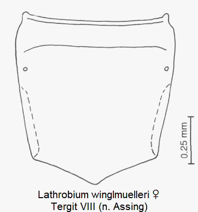 lathrobium_winglmuelleri_w_ter8.gif