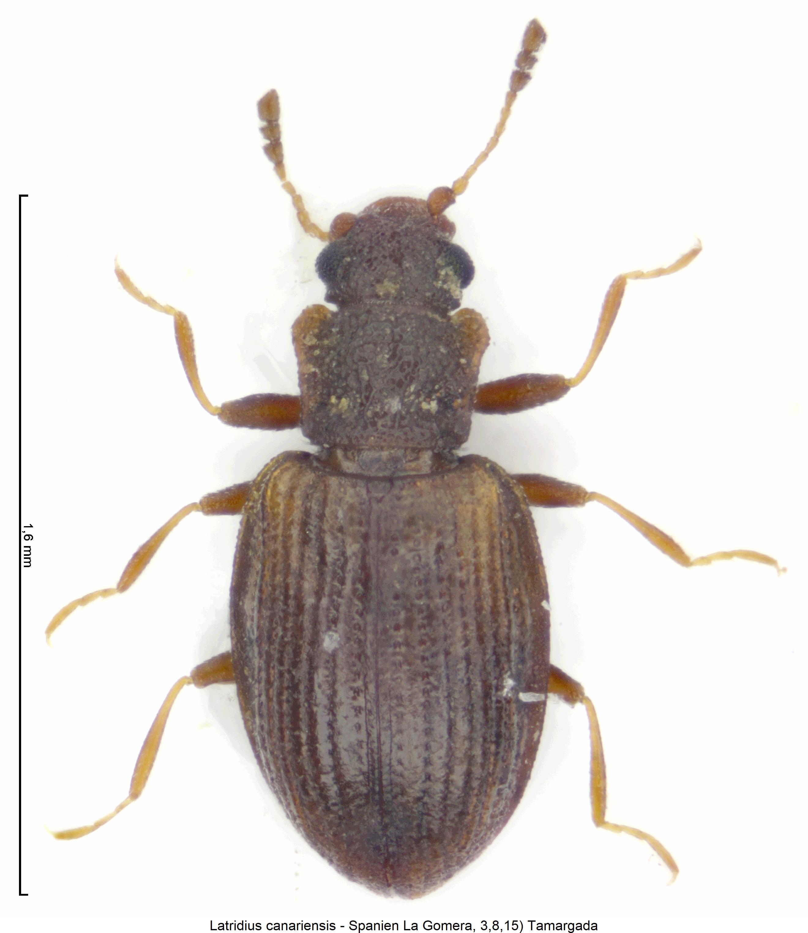 latridius_canariensis_hab.jpg