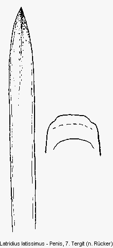 latridius_latissimus.gif