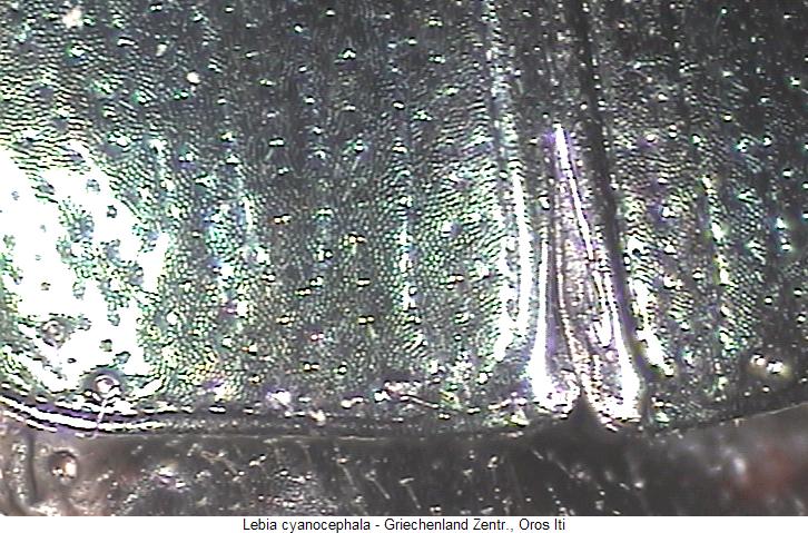 lebia_cyanocephala_fld.jpg