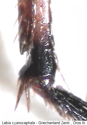 lebia_cyanocephala_mschn.jpg
