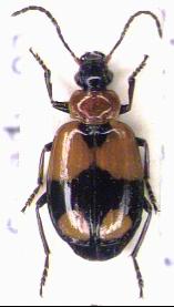 lebia_habitus.jpg