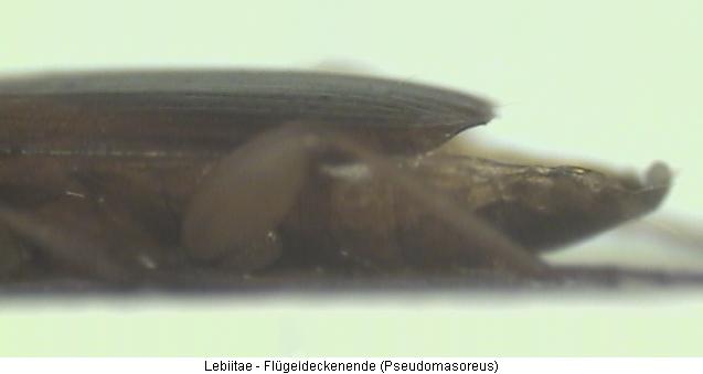 lebiitae_fld_ende.jpg