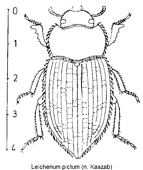 leichenum_pictum_hab.gif