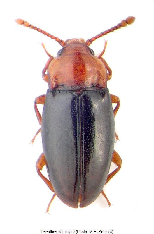leiesthes_seminigra_hab.jpg