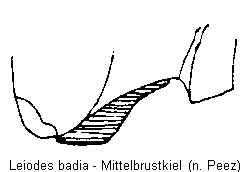 leiodes_badia_mbr.gif