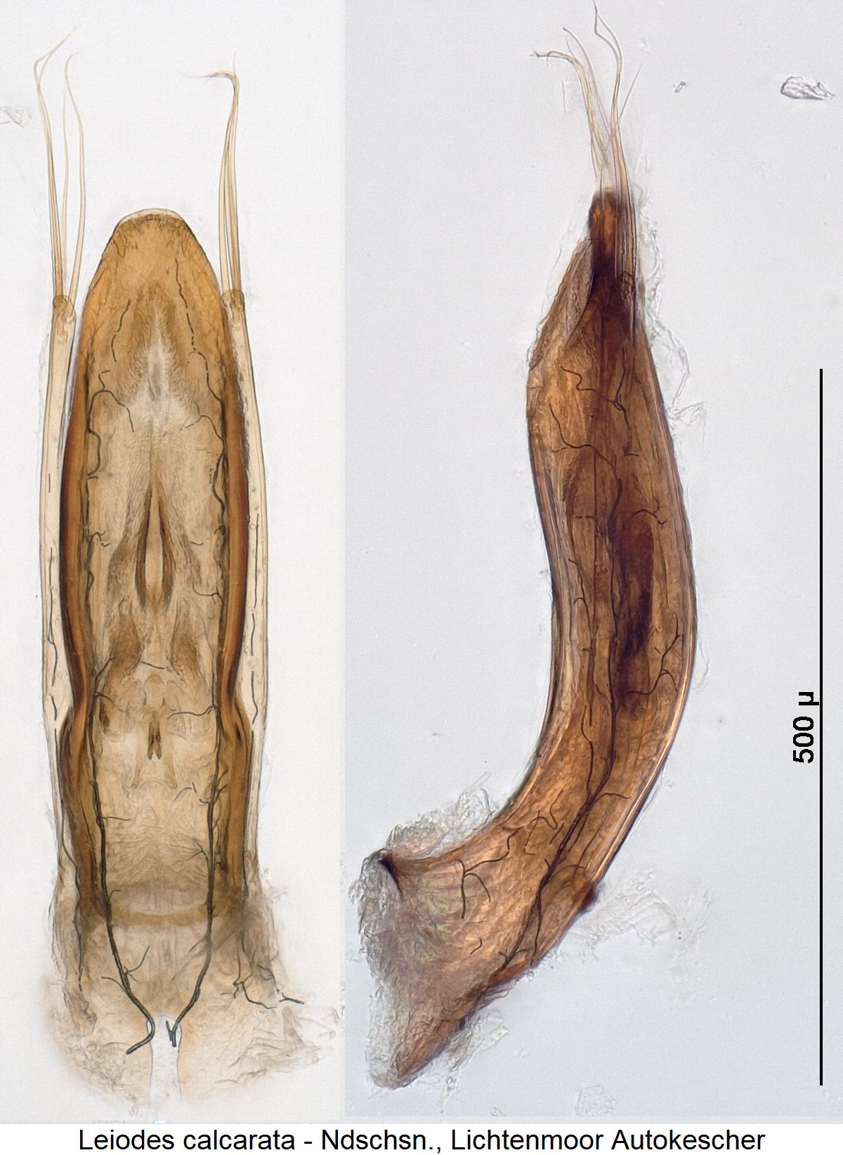 leiodes_calcarata.jpg