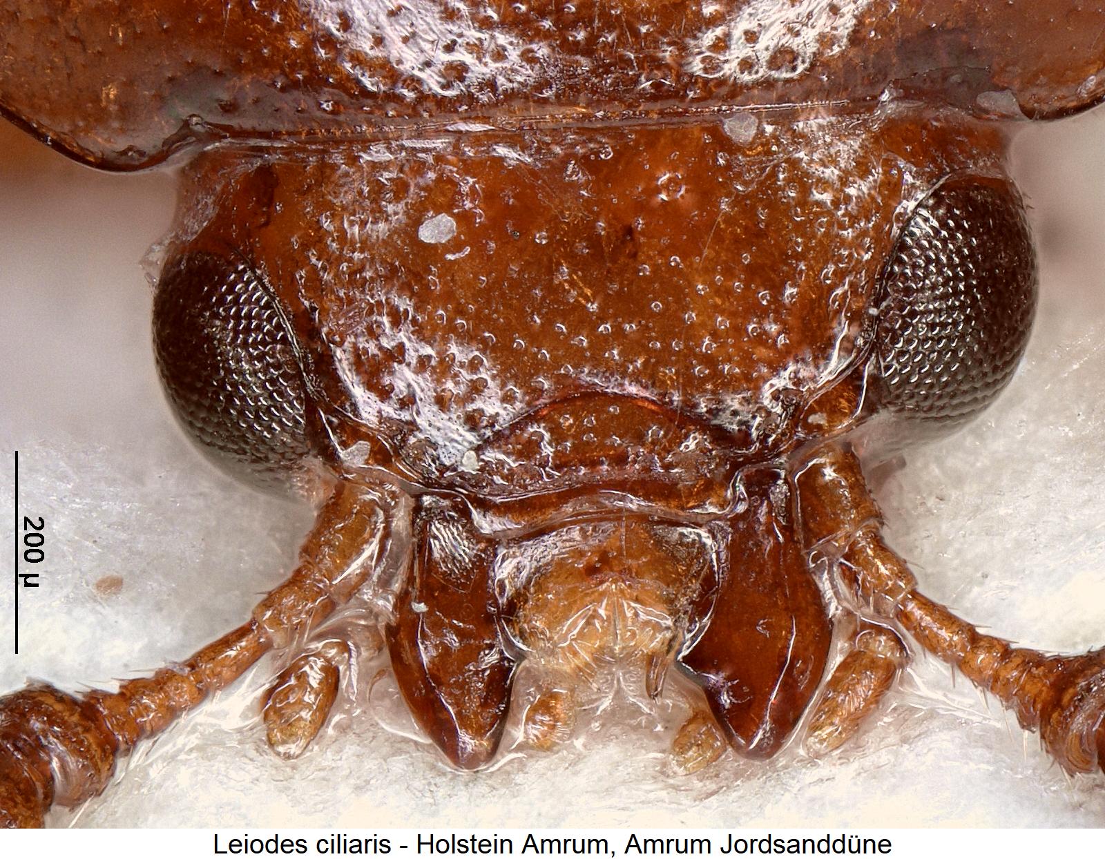 leiodes_ciliaris_k.jpg