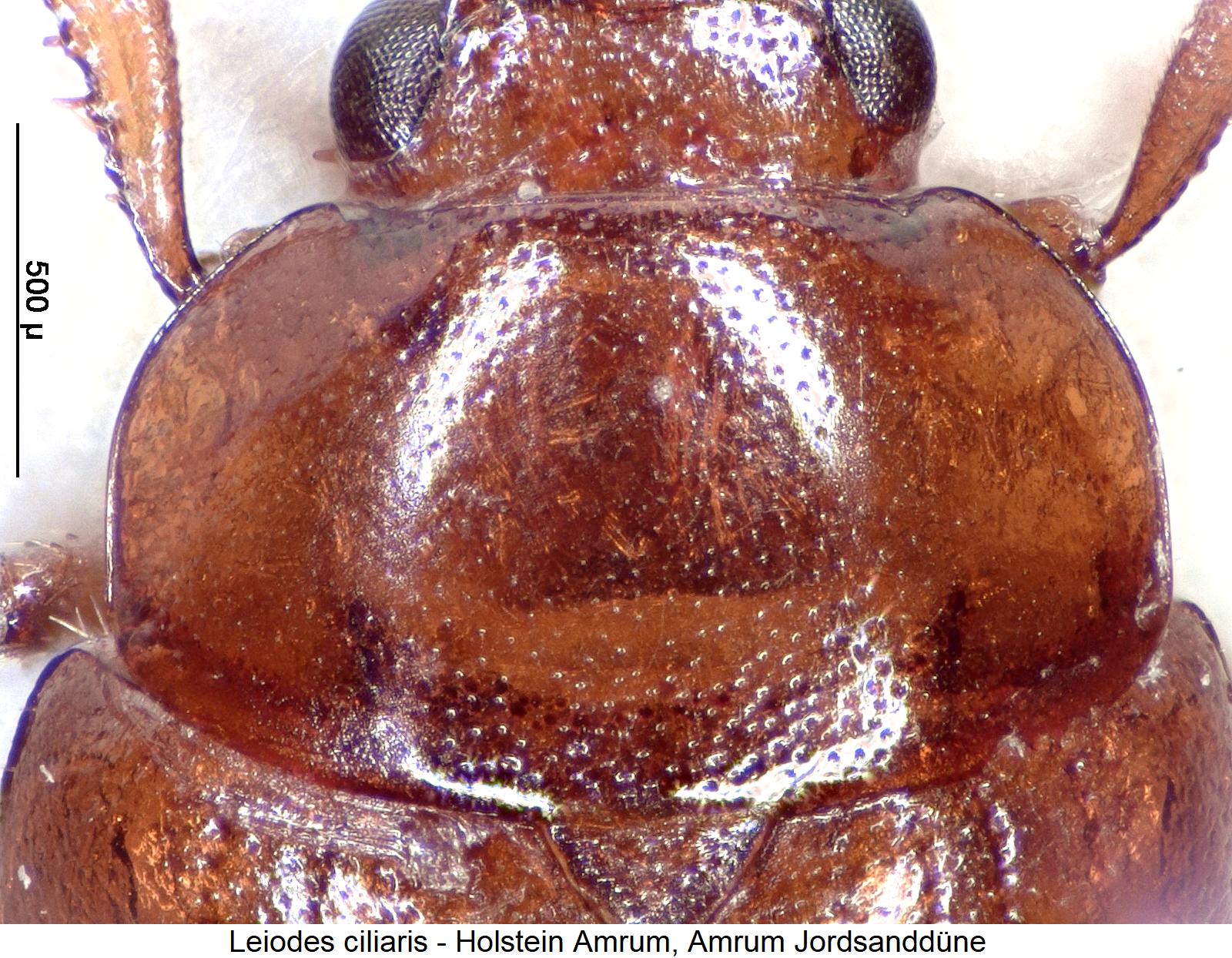 leiodes_ciliaris_vk.jpg