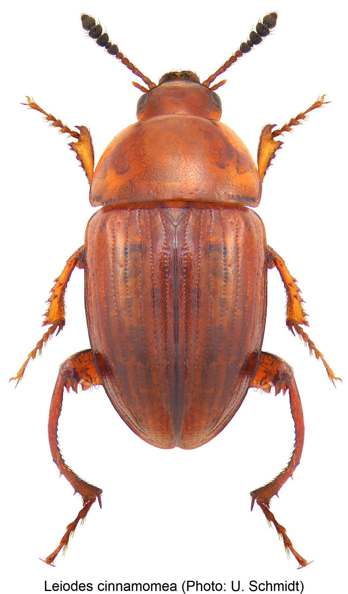 leiodes_cinnamomea_hab.jpg