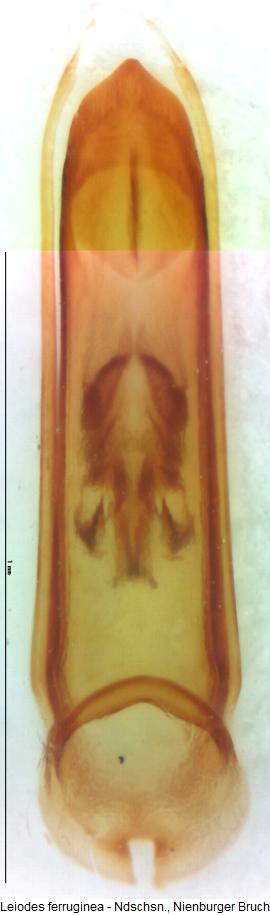 leiodes_ferruginea.jpg