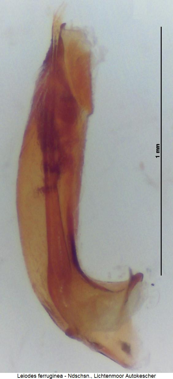 leiodes_ferruginea2.jpg