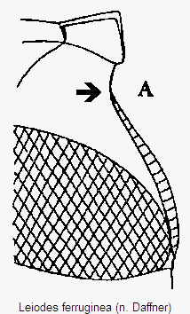 leiodes_ferruginea_mbr_a.gif