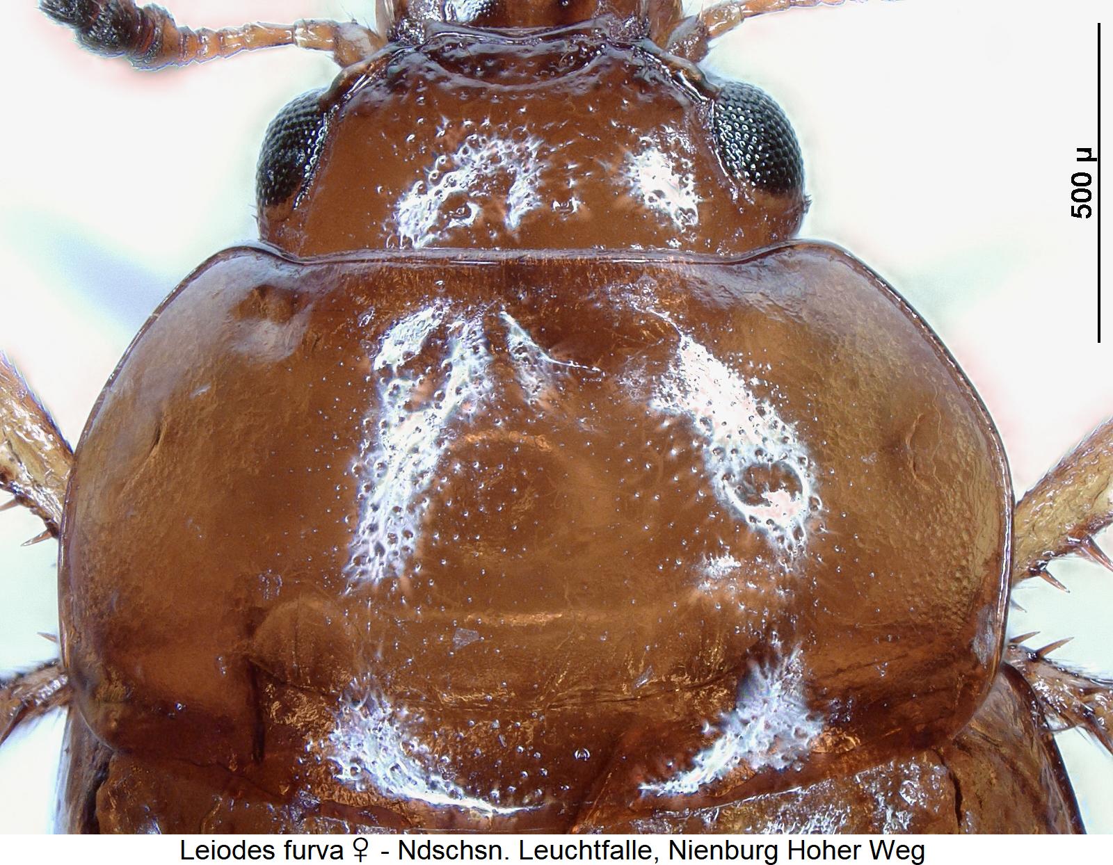 leiodes_furva_w_vk.jpg