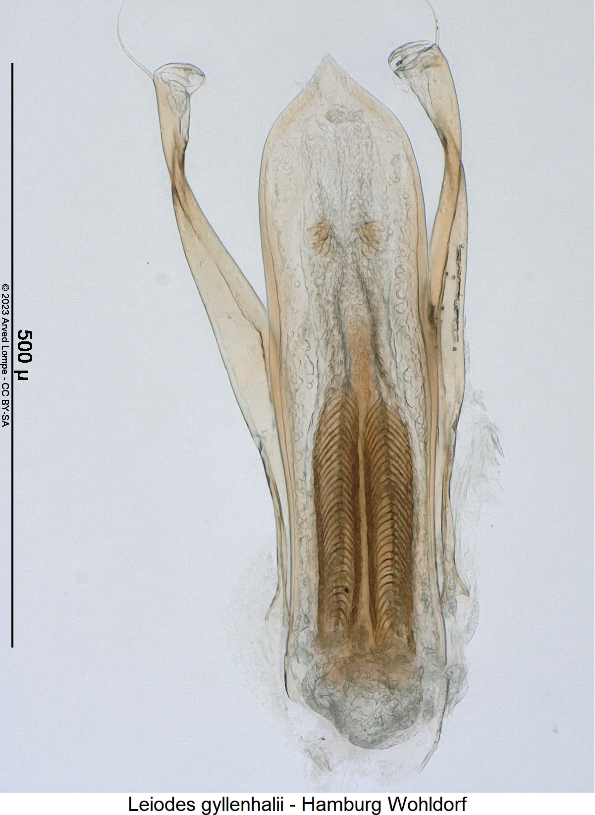 leiodes_gyllenhalii1.jpg