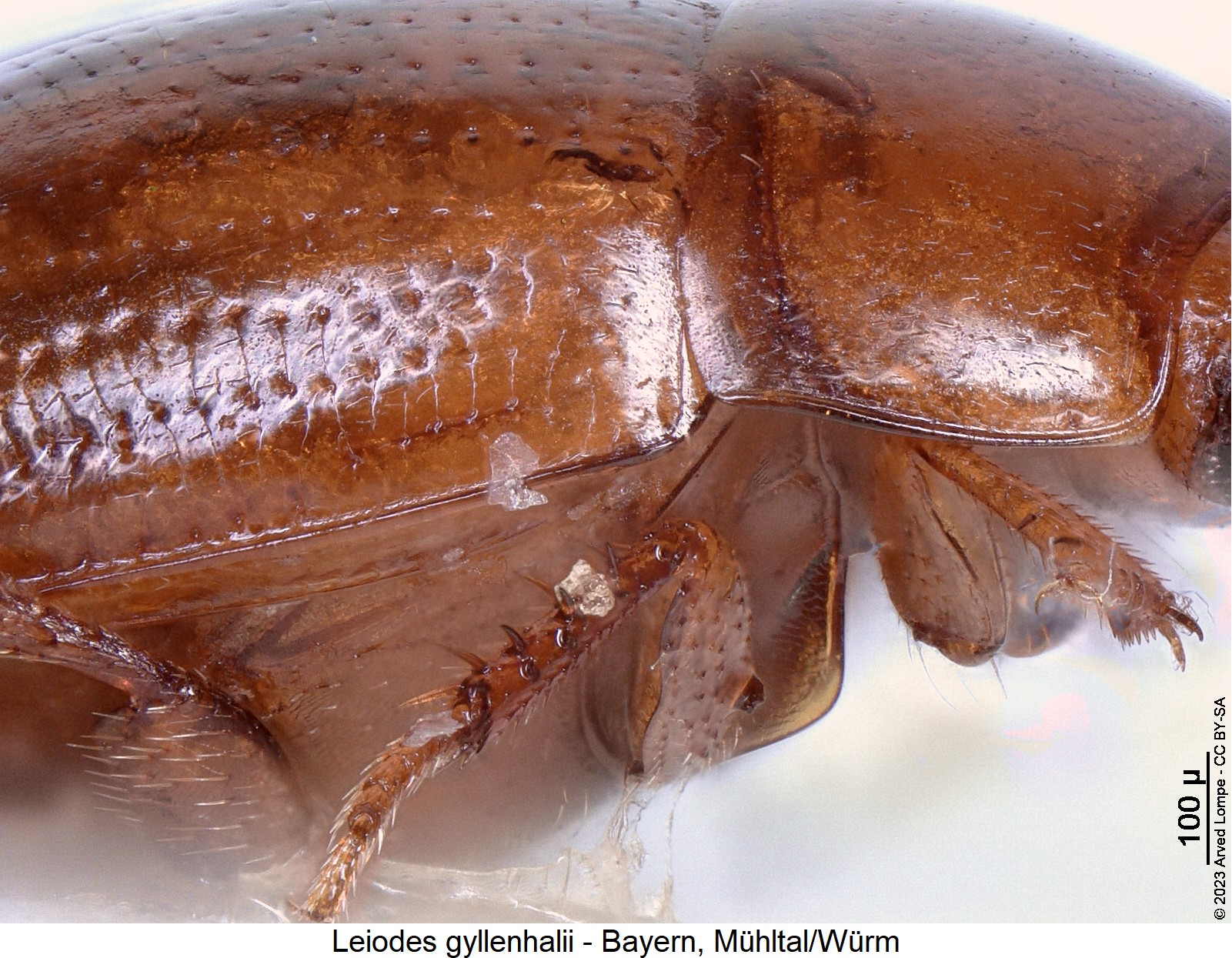 leiodes_gyllenhalii_mbr.jpg