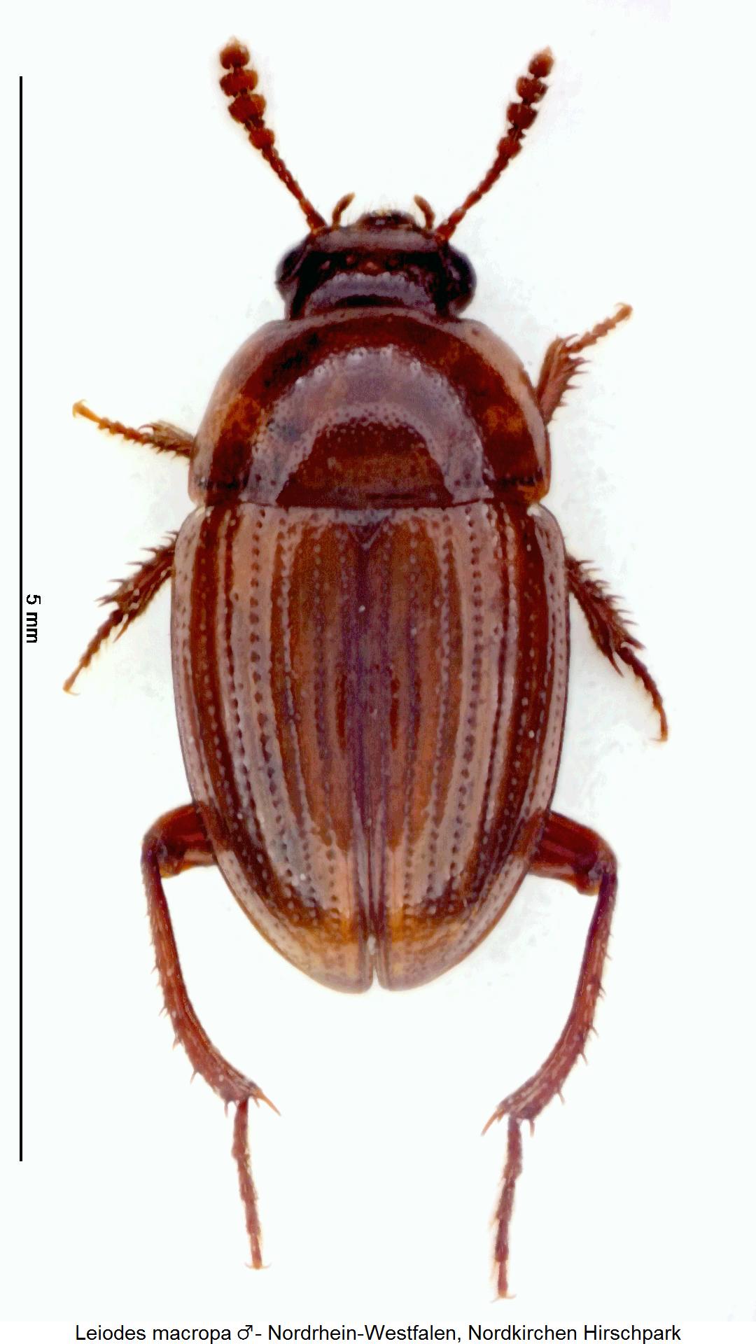leiodes_macropa_hab.jpg