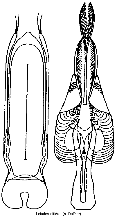 leiodes_nitida.gif