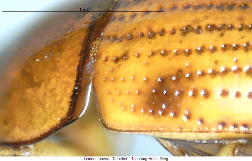leiodes_obesa_sa.jpg