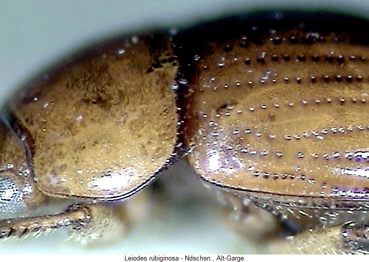 leiodes_rubiginosa_sa.jpg