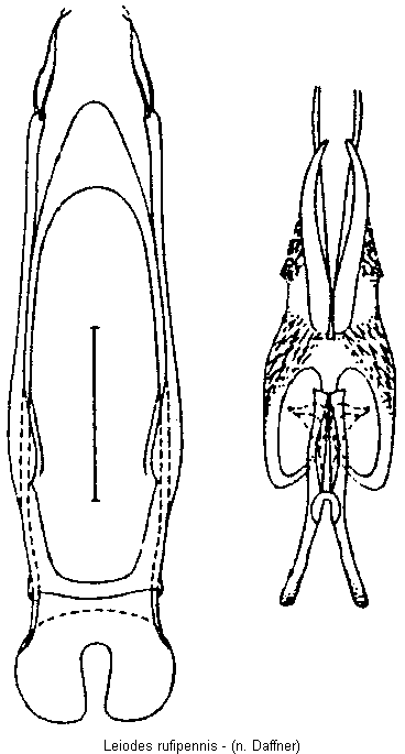 leiodes_rufipennis.gif