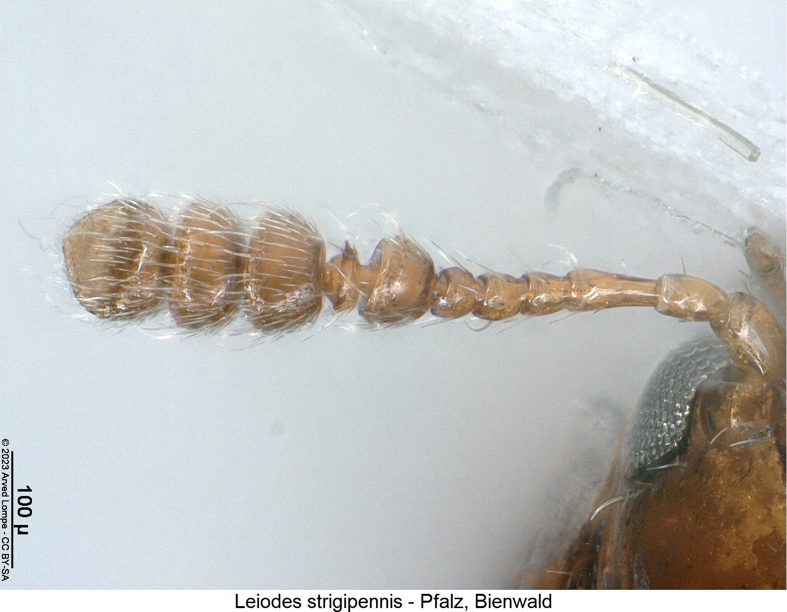 leiodes_strigipennis_f.jpg