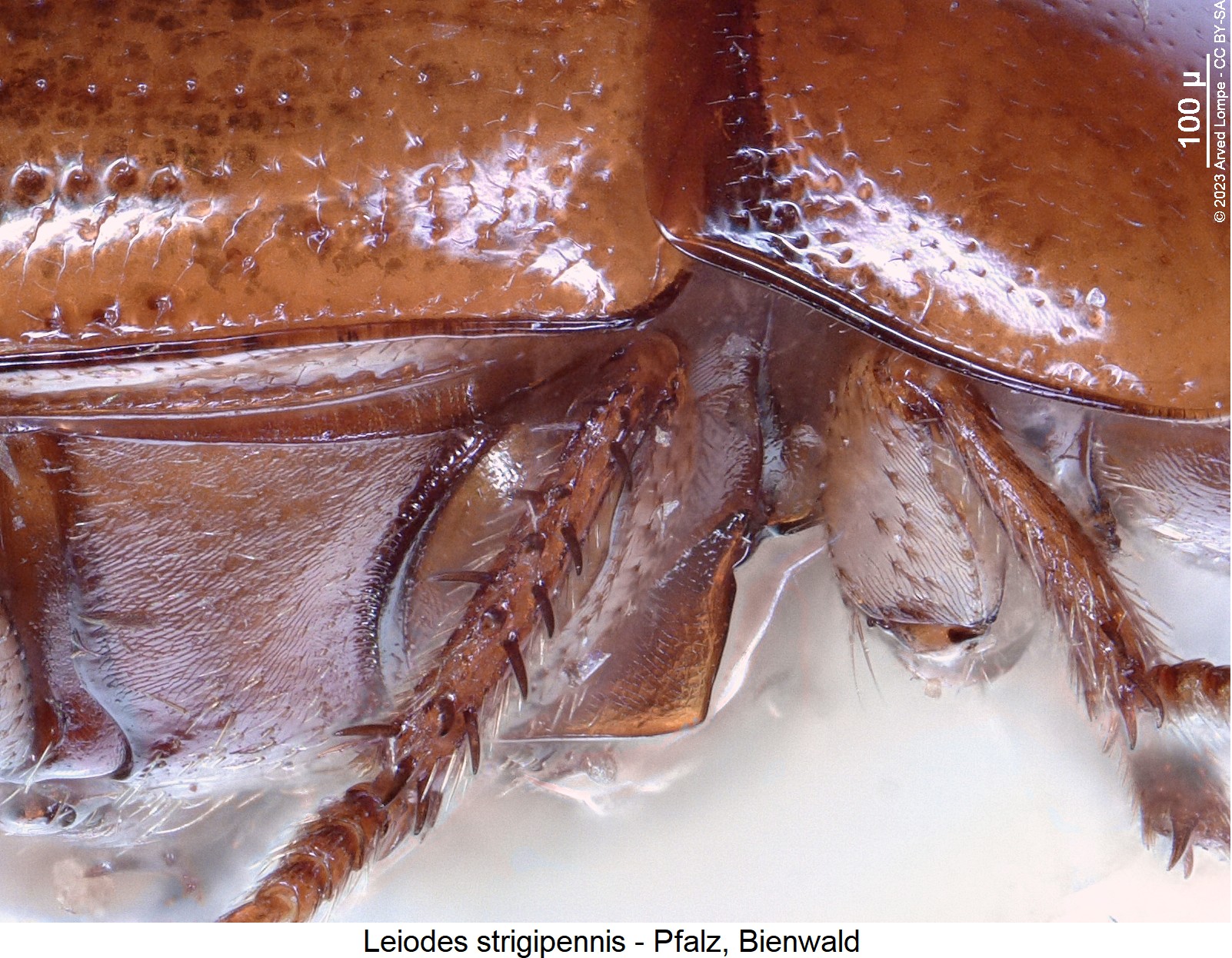leiodes_strigipennis_mbr.jpg