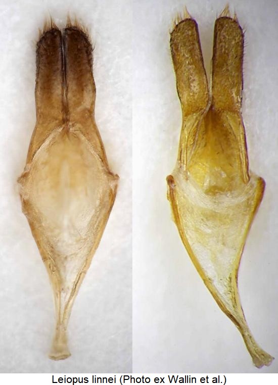 leiopus_linnei_param.jpg