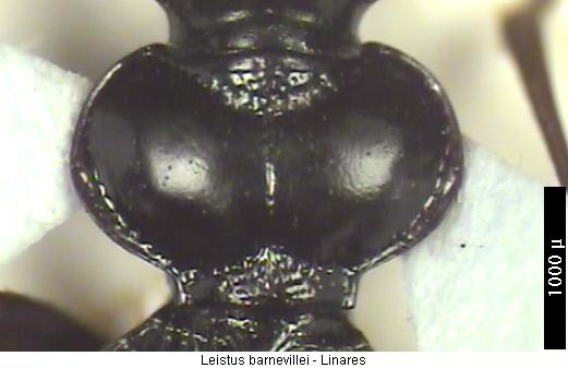 leistus_barnevillei_hsch.jpg