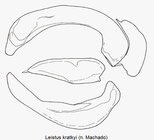 leistus_kratkyi_ck16992.gif