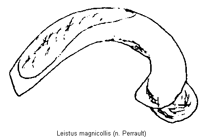 leistus_magnicollis.gif