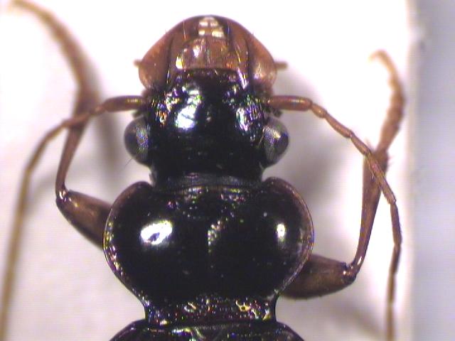 leistus_nitidus_hsch.jpg