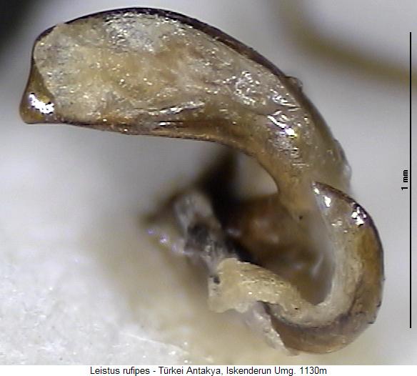 leistus_rufipes.jpg