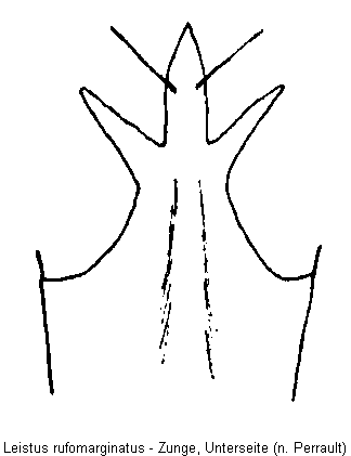 leistus_rufomarginatus_zunge.gif