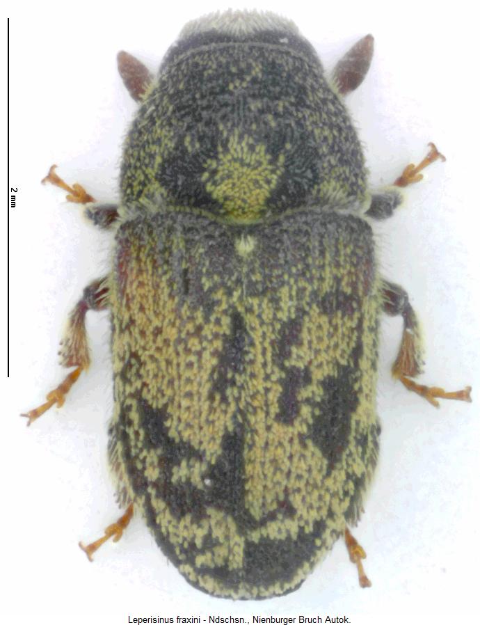 leperisinus_fraxini_hab1.jpg