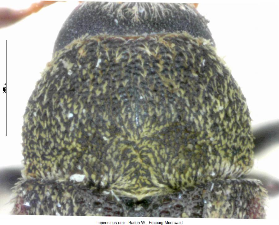 leperisinus_orni_hsch.jpg
