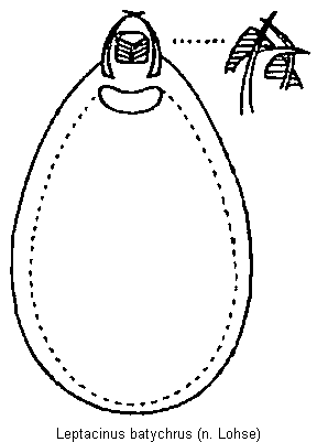 leptacinus_batychrus.gif