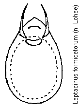 leptacinus_formicetorum.gif