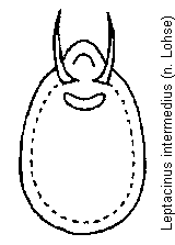 leptacinus_intermedius.gif