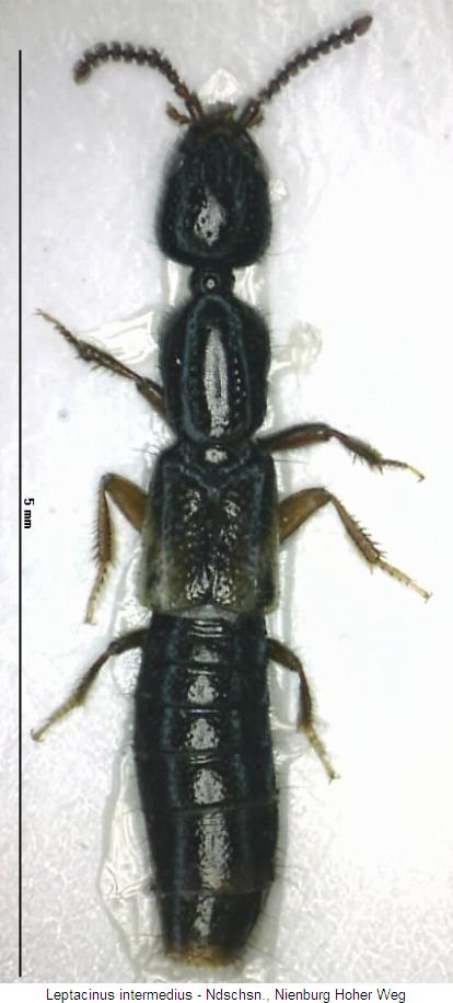 leptacinus_intermedius_hab.jpg